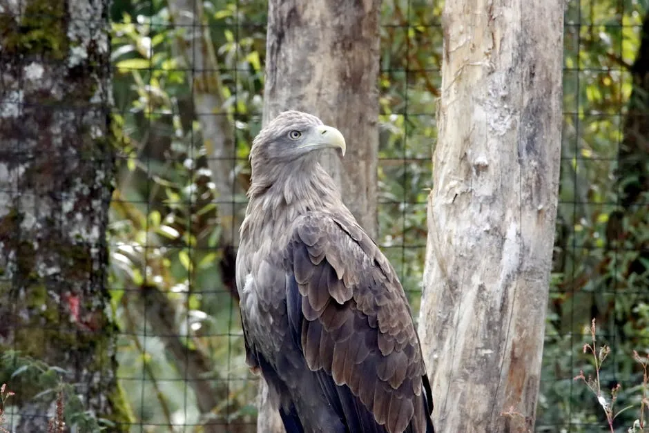 White-tailed Eagles Set for Exmoor Release Amid Farmer Opposition