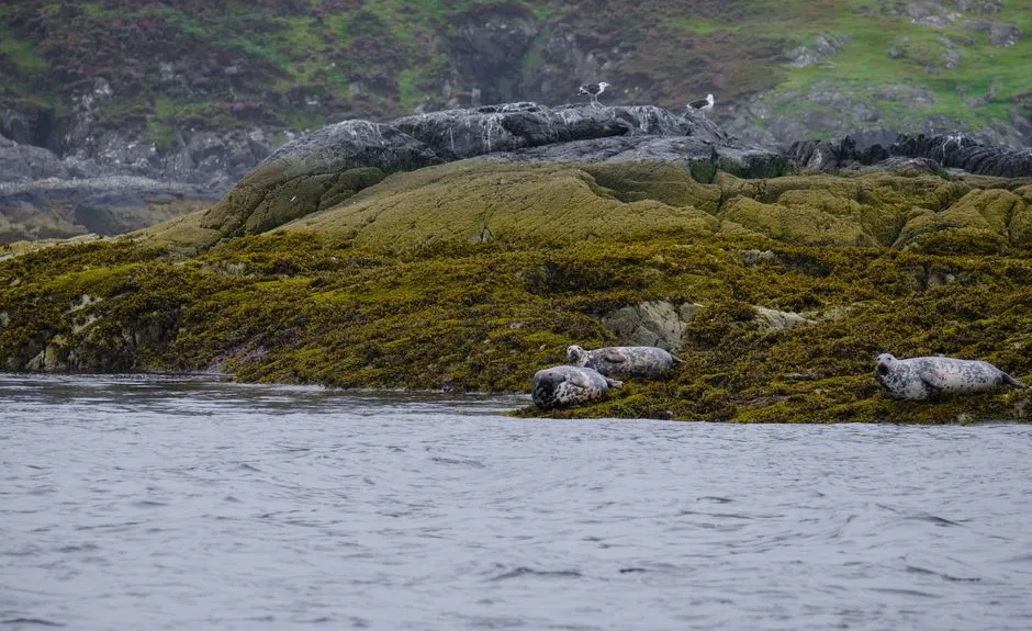 Damaged Seabed Near Ullapool Shows Promising Signs of Recovery Amid Calls for Stronger Marine Protections